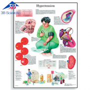 고혈압 차트 Hypertension Chart VR1361UU