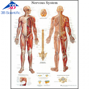 신경계 차트 Nervous System Chart VR1620L