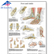 발 및 발관절 차트 Foot and Joints of Foot Chart VR1176L