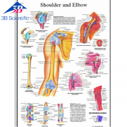 어깨와 팔꿈치 차트 Shoulder and Elbow Chart VR1170L