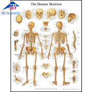 인체 골격차트 / 뼈 차트 Human Skeleton Chart VR1113L
