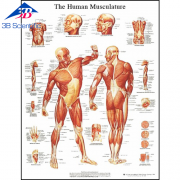 인체 근육 차트 Human Skeleton Chart VR1118L