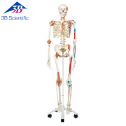 전신골격 Super Human Skeleton Model "Sam" A13 [1013867]