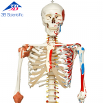 전신골격 Super Human Skeleton Model "Sam" A13/1 [1000034]