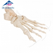 느슨한 발골격 관절 Loose Foot Skeleton A30/2 / 나일론으로 연결 / Item: 1019356 [A30/2]