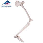 엉덩이 뼈 포함한 다리 골격 모형 Leg Skeleton with hip bone A36 / Item: 1019366 [A36]