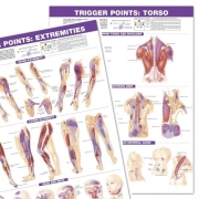 트리거포인트 차트-2장1세트 /코팅/ Trigger Point Chart Set: Torso and Extremities