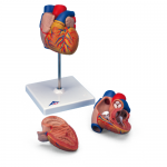 [여름맞이 특별할인] 심장 모형 Heart Model, 2-part G10 [1000267]