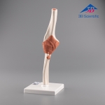 3B Scientific 팔꿈치 관절 모형 A83 Functional Elbow Joint / 주관절 모형