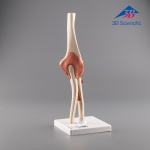 3B Scientific 고급형 팔꿈치 관절 모형 (A83/1)  / Deluxe Functional Elbow Joint Model / 주관절 모형