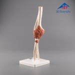 3B Scientific 고급형 팔꿈치 관절 모형 (A83/1)  / Deluxe Functional Elbow Joint Model / 주관절 모형